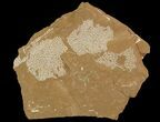 Ordovician Bryozoans (Chasmatopora) Plate - Estonia #89754-1